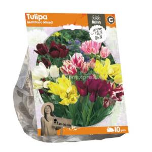 Baltus Tulipa Multiflora Mixed tulpen bloembollen per 10 stuks